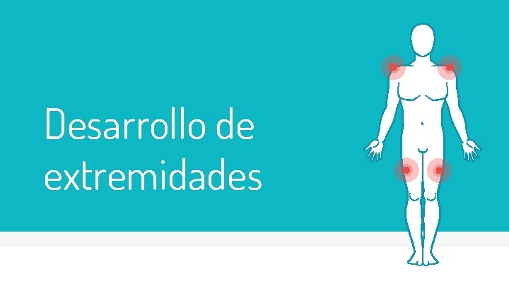 Desarrollo de extremidades 