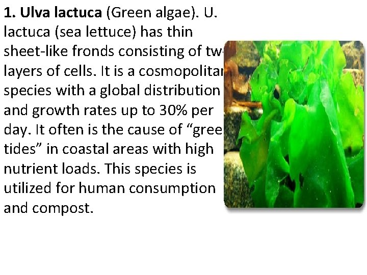 1. Ulva lactuca (Green algae). U. lactuca (sea lettuce) has thin sheet-like fronds consisting