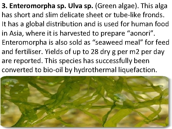 3. Enteromorpha sp. Ulva sp. (Green algae). This alga has short and slim delicate