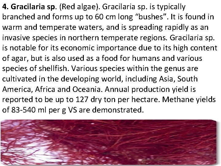 4. Gracilaria sp. (Red algae). Gracilaria sp. is typically branched and forms up to