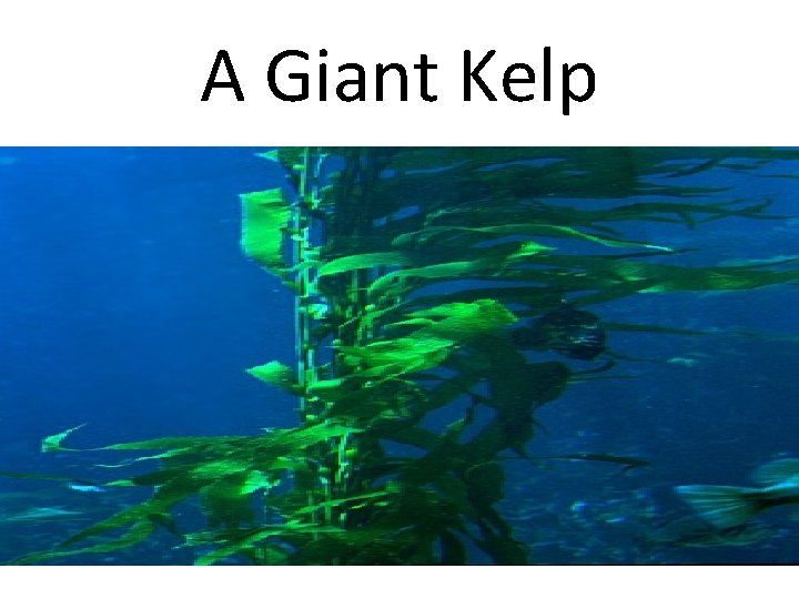 A Giant Kelp 