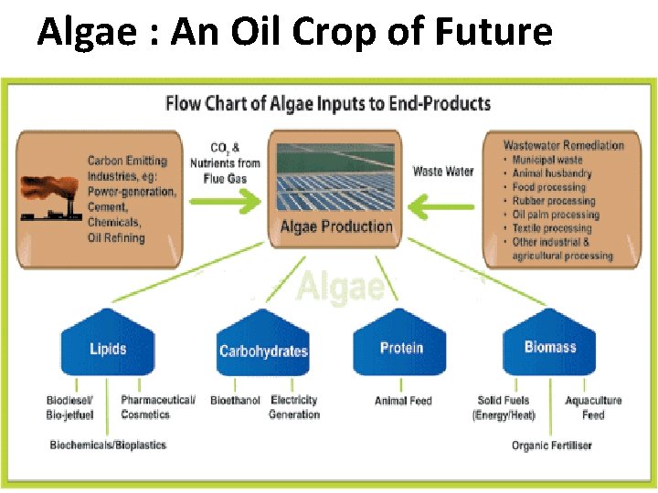 Algae : An Oil Crop of Future 