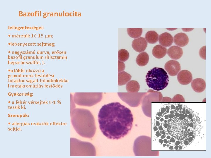 Bazofil granulocita Jellegzetességei: • méretük 10 -15 mm; • lebenyezett sejtmag; • nagyszámú durva,