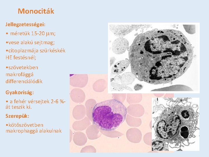 Monociták Jellegzetességei: • méretük 15 -20 mm; • vese alakú sejtmag; • citoplazmája szürkéskék