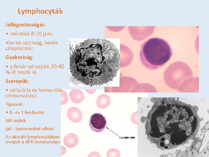 Lymphocyták Jellegzetességei: • méretük 8 -10 mm; • kerek sejtmag, kevés citoplazma; Gyakoriság: •