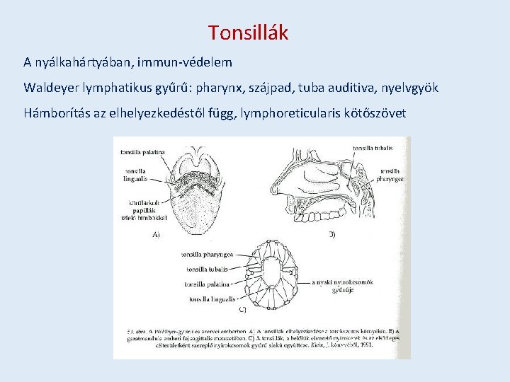 Tonsillák A nyálkahártyában, immun-védelem Waldeyer lymphatikus gyűrű: pharynx, szájpad, tuba auditiva, nyelvgyök Hámborítás az