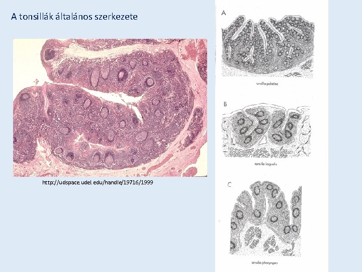 A tonsillák általános szerkezete http: //udspace. udel. edu/handle/19716/1999 