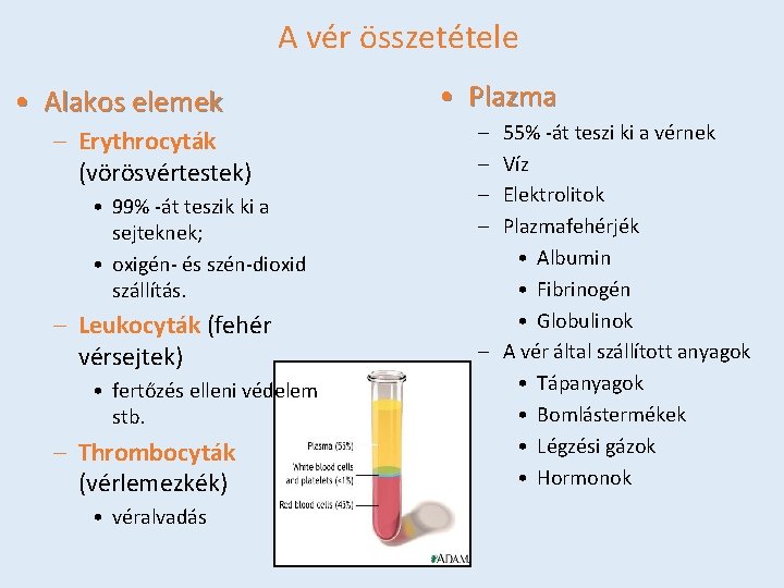 A vér összetétele • Alakos elemek – Erythrocyták (vörösvértestek) • 99% -át teszik ki