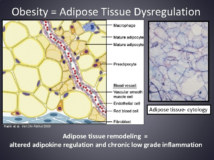 Identification and Characterization of Adipose Tissue Macrophage ...