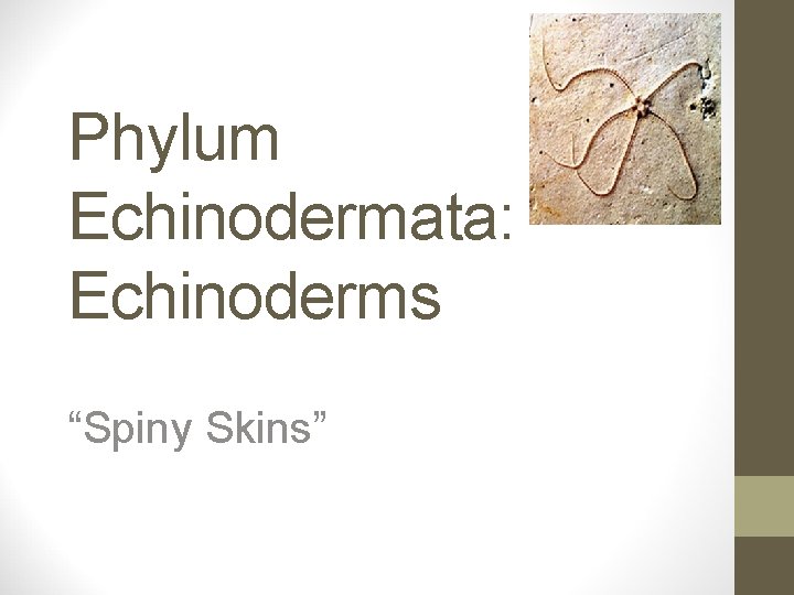 Phylum Echinodermata: Echinoderms “Spiny Skins” 
