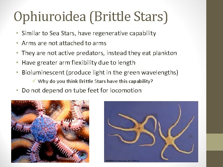 Ophiuroidea (Brittle Stars) • • • Similar to Sea Stars, have regenerative capability Arms