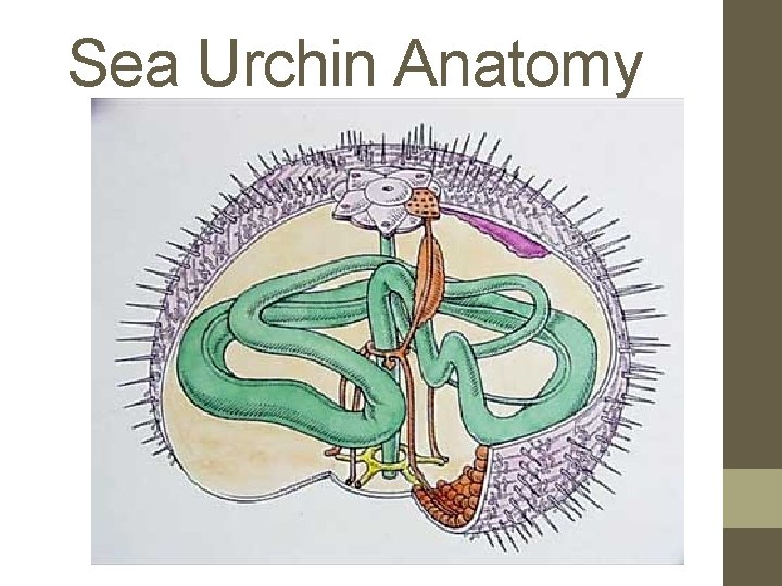 Sea Urchin Anatomy 