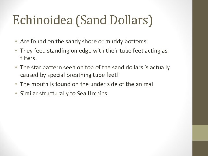Echinoidea (Sand Dollars) • Are found on the sandy shore or muddy bottoms. •