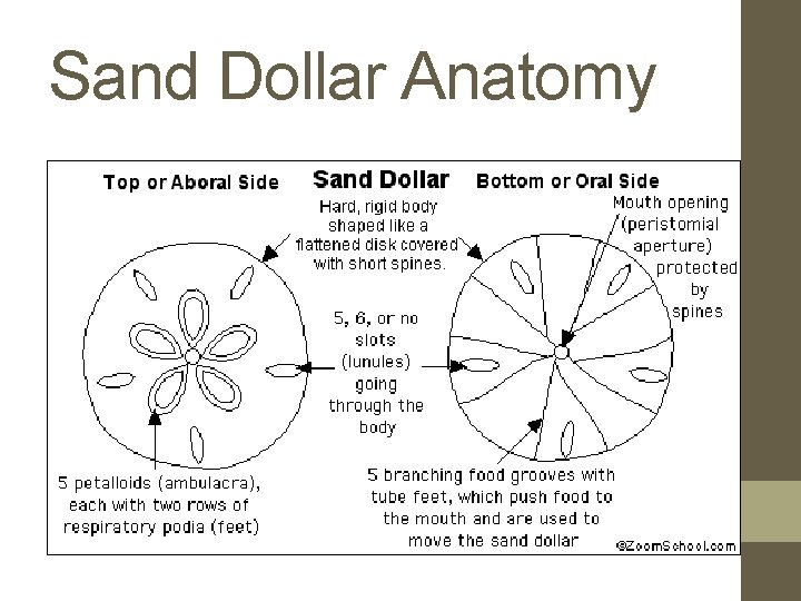 Sand Dollar Anatomy 