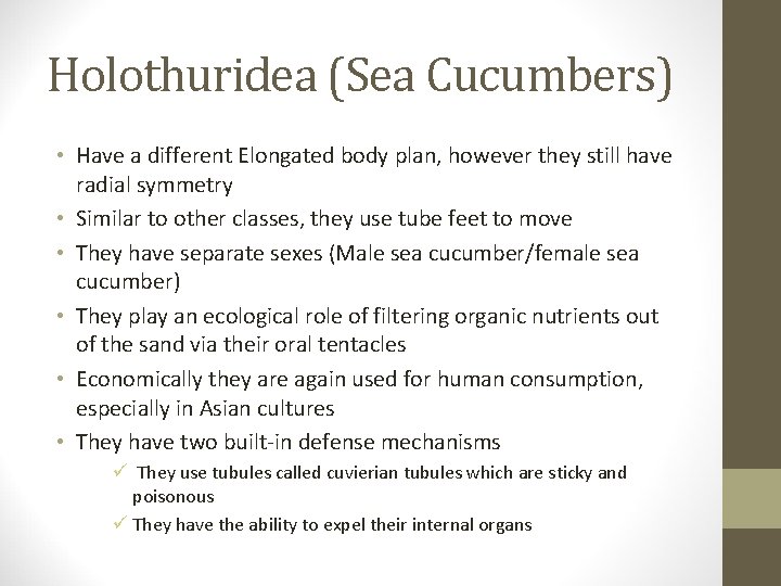 Holothuridea (Sea Cucumbers) • Have a different Elongated body plan, however they still have