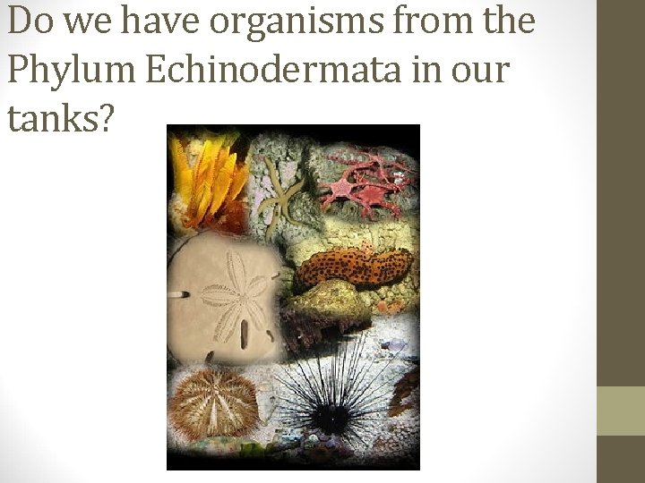Do we have organisms from the Phylum Echinodermata in our tanks? 