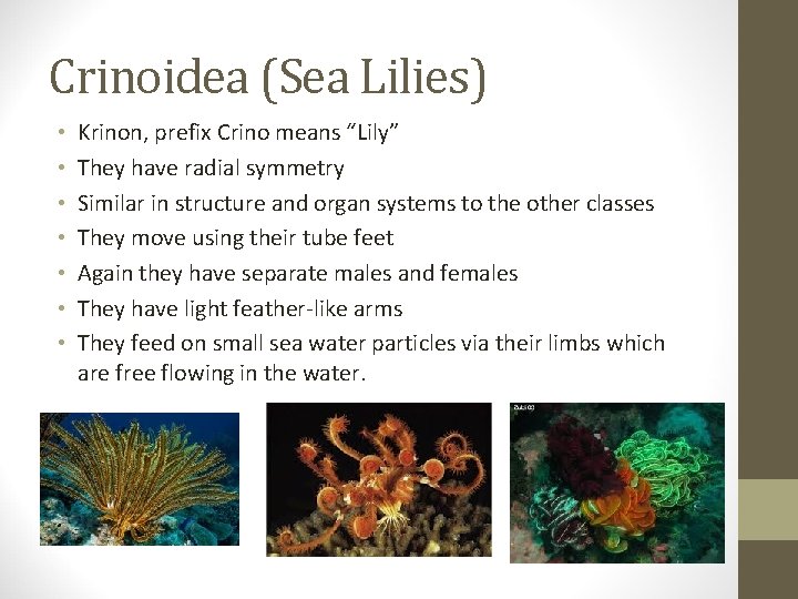 Crinoidea (Sea Lilies) • • Krinon, prefix Crino means “Lily” They have radial symmetry