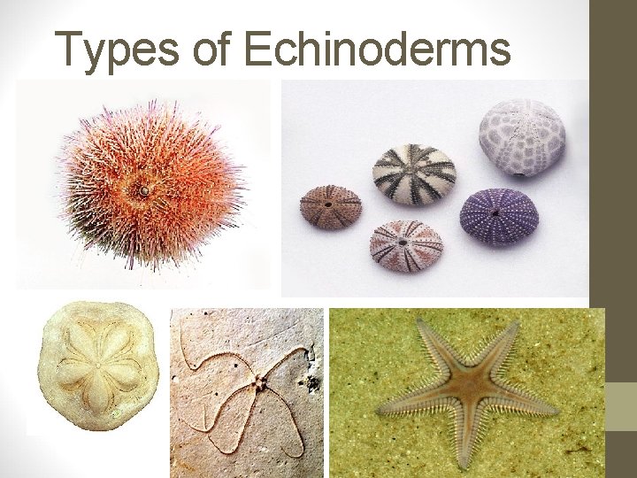Types of Echinoderms 