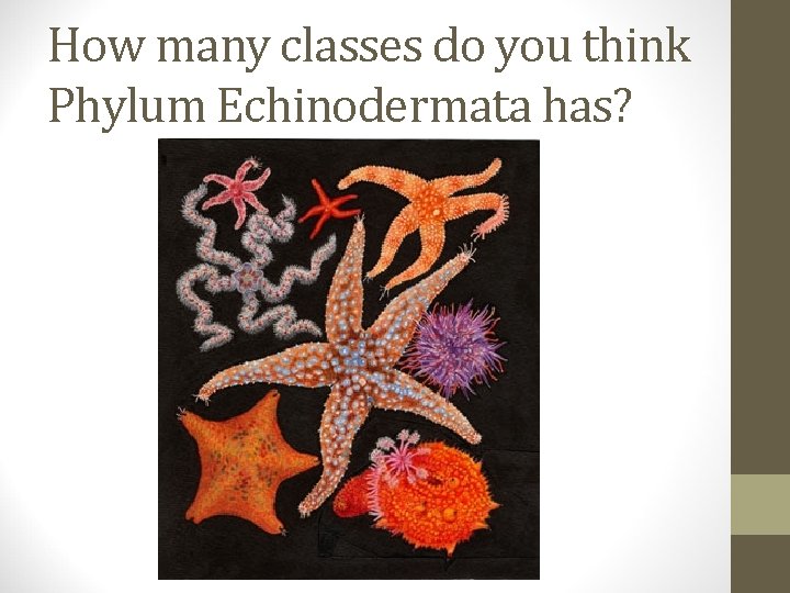 How many classes do you think Phylum Echinodermata has? 