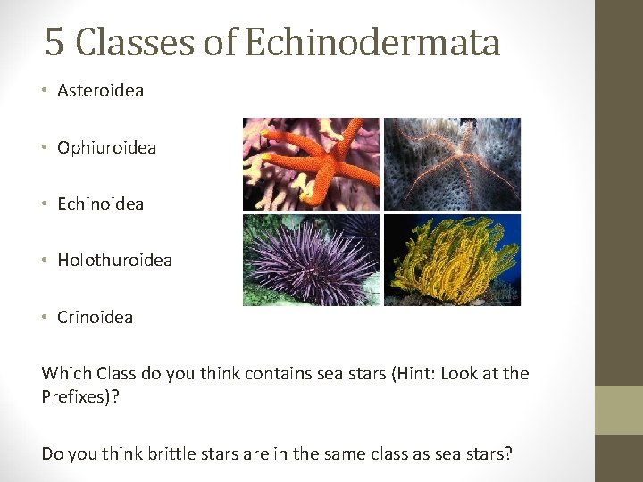 5 Classes of Echinodermata • Asteroidea • Ophiuroidea • Echinoidea • Holothuroidea • Crinoidea