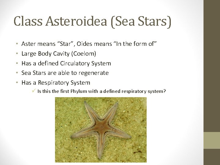 Class Asteroidea (Sea Stars) • • • Aster means “Star”, Oides means “In the