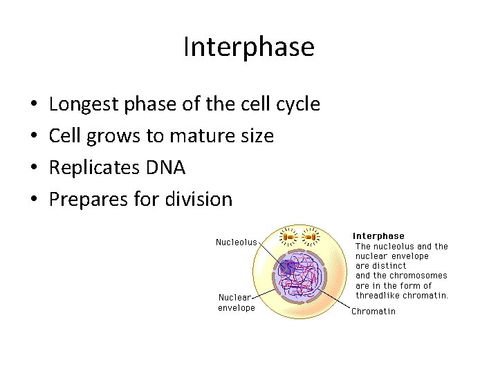 Interphase • • Longest phase of the cell cycle Cell grows to mature size