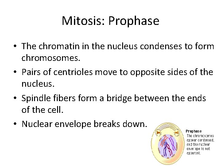 Mitosis: Prophase • The chromatin in the nucleus condenses to form chromosomes. • Pairs