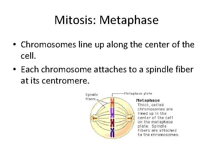 Mitosis: Metaphase • Chromosomes line up along the center of the cell. • Each