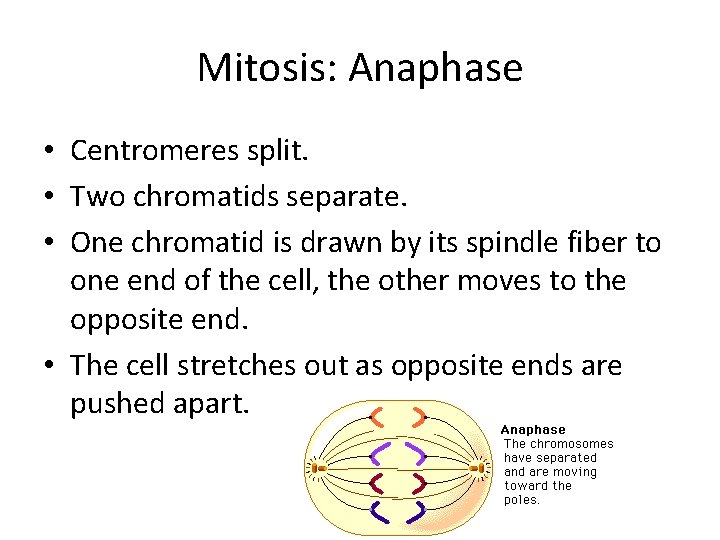 Mitosis: Anaphase • Centromeres split. • Two chromatids separate. • One chromatid is drawn