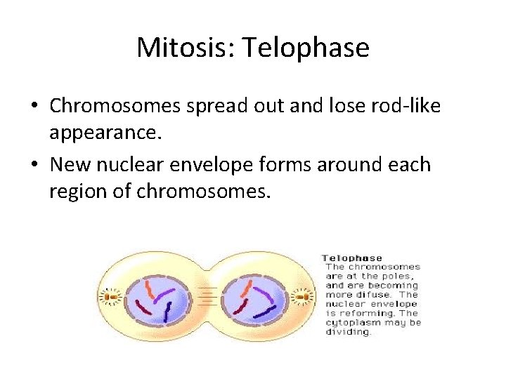 Mitosis: Telophase • Chromosomes spread out and lose rod-like appearance. • New nuclear envelope