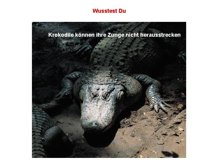 Wusstest Du Krokodile können ihre Zunge nicht herausstrecken 