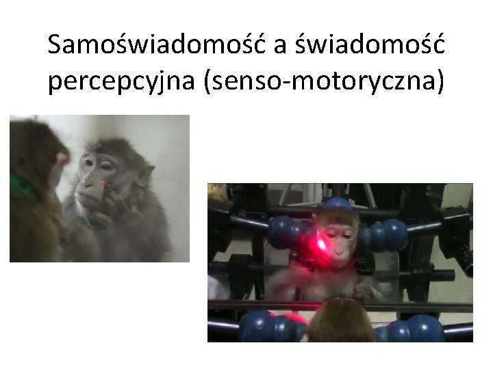 Samoświadomość a świadomość percepcyjna (senso-motoryczna) 