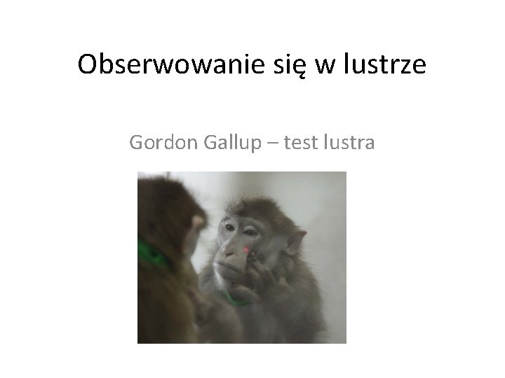 Obserwowanie się w lustrze Gordon Gallup – test lustra 