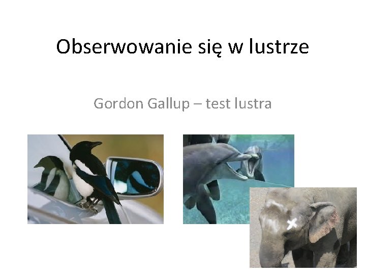 Obserwowanie się w lustrze Gordon Gallup – test lustra 