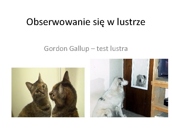 Obserwowanie się w lustrze Gordon Gallup – test lustra 