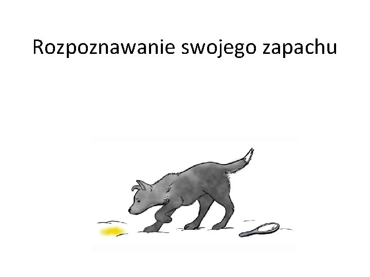 Rozpoznawanie swojego zapachu 