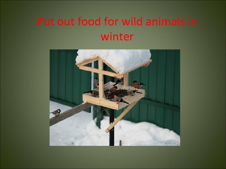 Put out food for wild animals in winter 