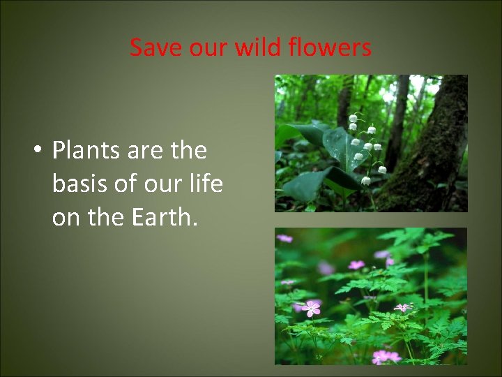 Save our wild flowers • Plants are the basis of our life on the