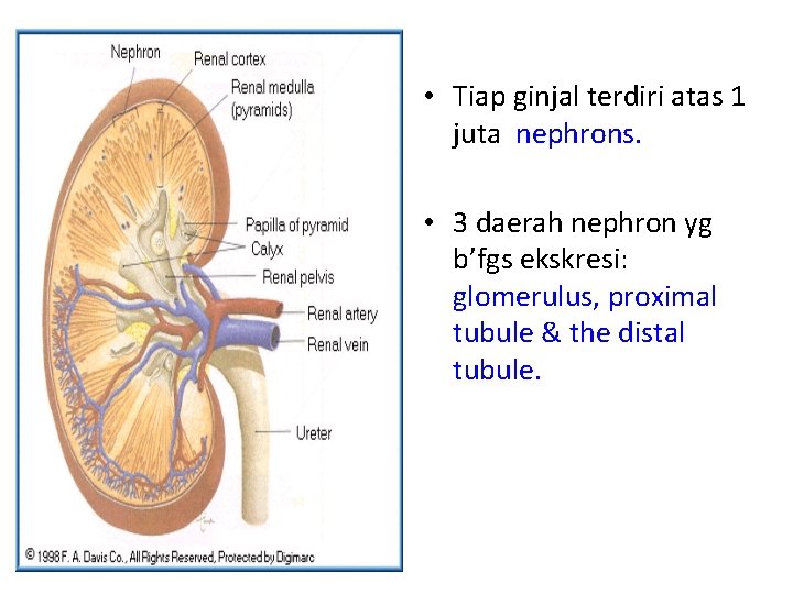  • Tiap ginjal terdiri atas 1 juta nephrons. • 3 daerah nephron yg