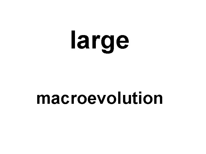 large macroevolution 