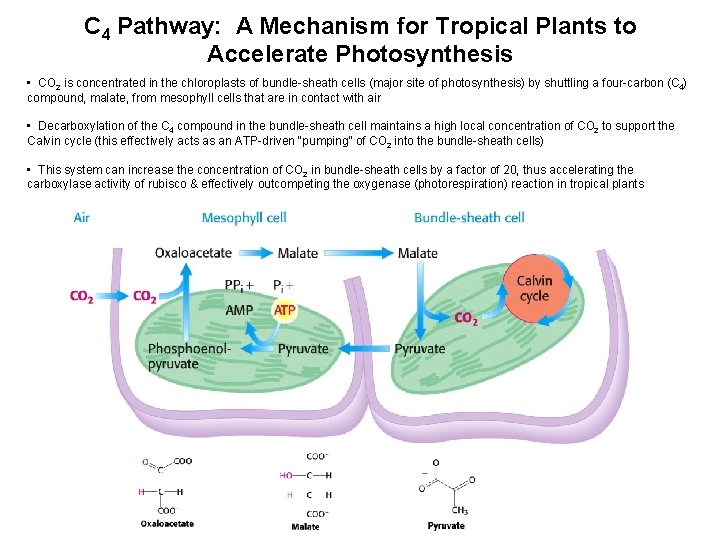 C 4 Pathway: A Mechanism for Tropical Plants to Accelerate Photosynthesis • CO 2