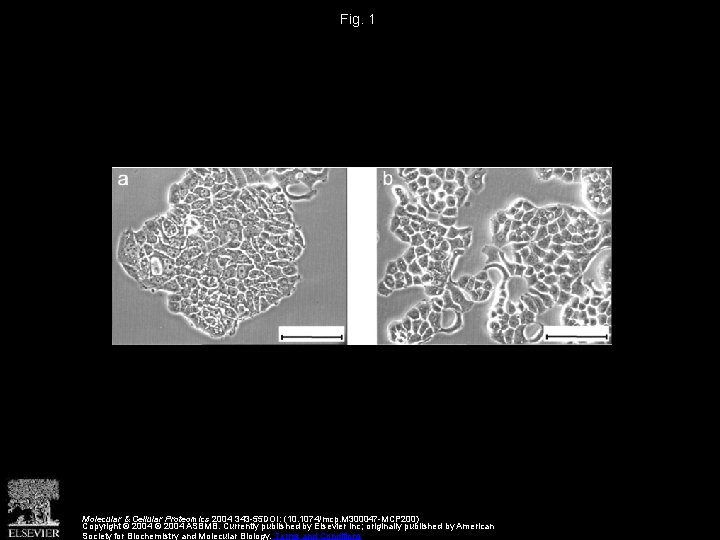 Fig. 1 Molecular & Cellular Proteomics 2004 343 -55 DOI: (10. 1074/mcp. M 300047