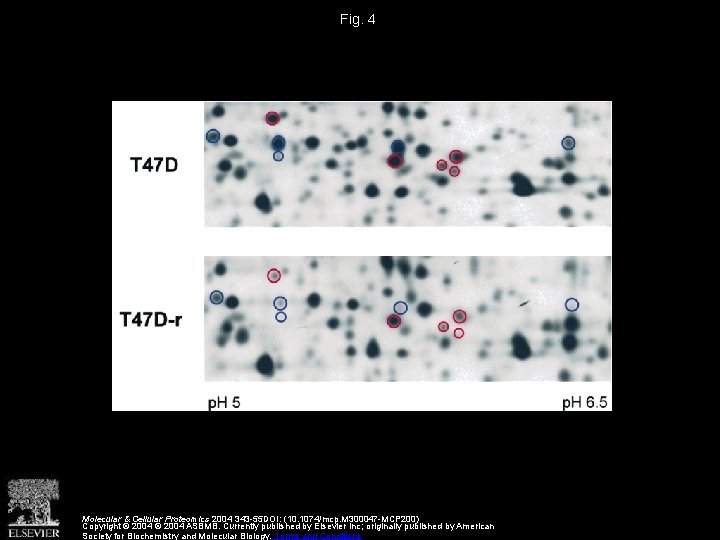 Fig. 4 Molecular & Cellular Proteomics 2004 343 -55 DOI: (10. 1074/mcp. M 300047