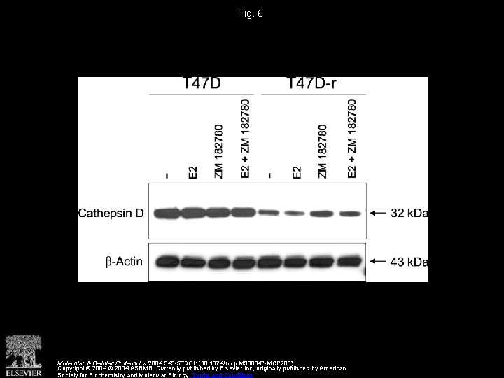 Fig. 6 Molecular & Cellular Proteomics 2004 343 -55 DOI: (10. 1074/mcp. M 300047