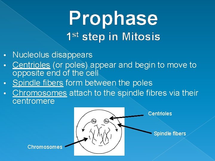 Prophase 1 st step in Mitosis Nucleolus disappears Centrioles (or poles) appear and begin Prophase 1 st step in Mitosis Nucleolus disappears Centrioles (or poles) appear and begin