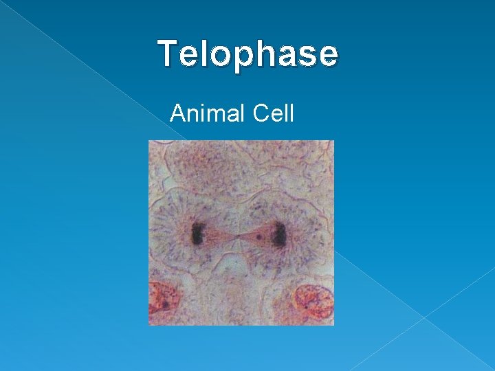 Telophase Animal Cell Telophase Animal Cell