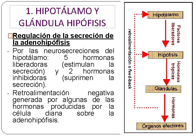 1. HIPOTÁLAMO Y GLÁNDULA HIPÓFISIS �Regulación de la secreción de la adenohipófisis - Por 1. HIPOTÁLAMO Y GLÁNDULA HIPÓFISIS �Regulación de la secreción de la adenohipófisis - Por