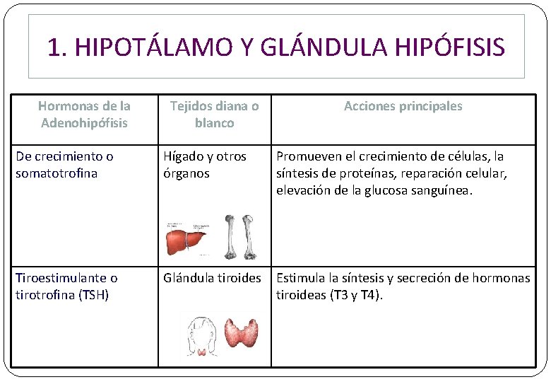 1. HIPOTÁLAMO Y GLÁNDULA HIPÓFISIS Hormonas de la Adenohipófisis Tejidos diana o blanco Acciones 1. HIPOTÁLAMO Y GLÁNDULA HIPÓFISIS Hormonas de la Adenohipófisis Tejidos diana o blanco Acciones