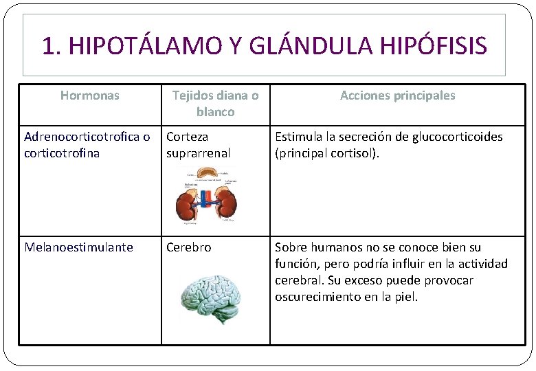 1. HIPOTÁLAMO Y GLÁNDULA HIPÓFISIS Hormonas Tejidos diana o blanco Acciones principales Adrenocorticotrofica o 1. HIPOTÁLAMO Y GLÁNDULA HIPÓFISIS Hormonas Tejidos diana o blanco Acciones principales Adrenocorticotrofica o