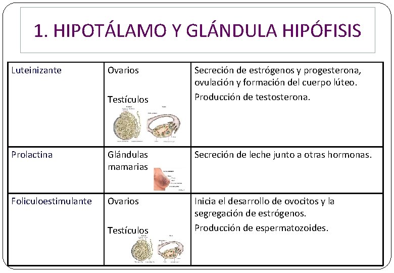 1. HIPOTÁLAMO Y GLÁNDULA HIPÓFISIS Luteinizante Ovarios Testículos Secreción de estrógenos y progesterona, ovulación 1. HIPOTÁLAMO Y GLÁNDULA HIPÓFISIS Luteinizante Ovarios Testículos Secreción de estrógenos y progesterona, ovulación